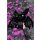 KILLSTAR Demonio de peluche Kreeptures - Vampir Blossom